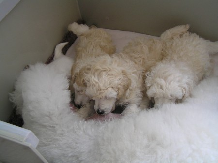 polední cucání CRISTIAN, BOOTES, BECRUX, BOREAS